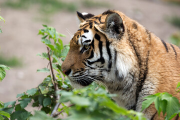 Tiger in a clearing