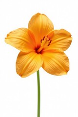 Obraz premium delicate petals of orange flower isolated on white background, blossom, orange