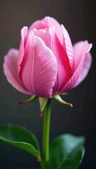 Naklejka premium delicate pink petals unfolding quickly around a stem, quick bloom, blooming fast