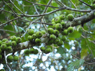 Duea ching or Ficus botryocarpa Miq. The green young fruits of FICUSFISTULOSA REINW grow on the tree. It is a fig tree with fruits on the tree trunk and branches. It is eaten as a fresh vegetable
