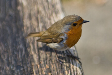 Close-up of a robin perched on a log in the morning light