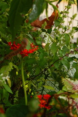 red berries on a bush
