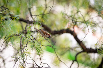 Close up of a song bird perching on a tree branch; the shot was taken atVictoria Harbour Promenade, Docklands, Melbourne, 