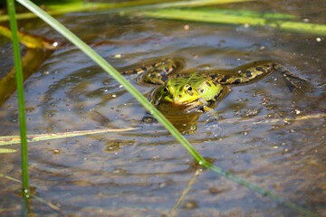 Green frog in the pond