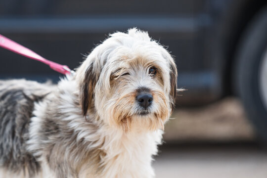 Beautiful shaggy rescued dog with black and white  long hair  on pink leash posing for a photo on the street during his regular walk
