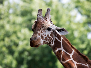 .Giraffe in the wild