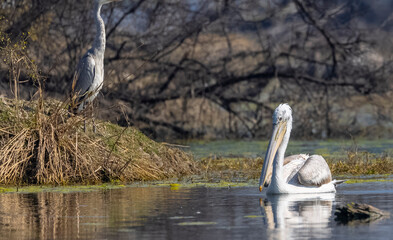 Dalmatian Pelican (Pelecanus crispus) floating in river during the winter migration in the forest.	

