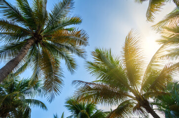 Coconut palms against a sunny sky in Mexico
