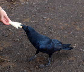Sehr zutraulicher großer Rabe aus der Kanaren Insel La Palma, läßt sich sogar aus der Hand...