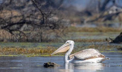 Dalmatian Pelican (Pelecanus crispus) floating in river during the winter migration in the forest.	