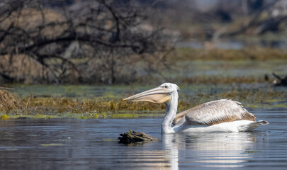 Dalmatian Pelican (Pelecanus crispus) floating in river during the winter migration in the forest.	
