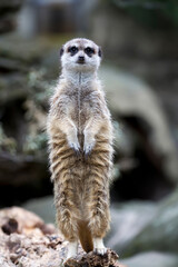 Meerkat in the wild