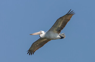 Dalmatian Pelican (Pelecanus crispus)flying over river during the winter migration in the forest.	
