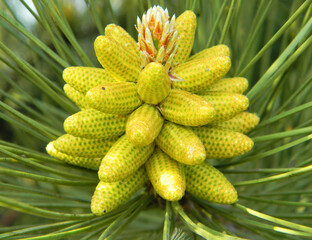 Close-up of vibrant yellow pine cones emerging from a pine tree branch.