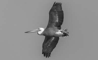Dalmatian Pelican (Pelecanus crispus)flying over river during the winter migration in the forest.	