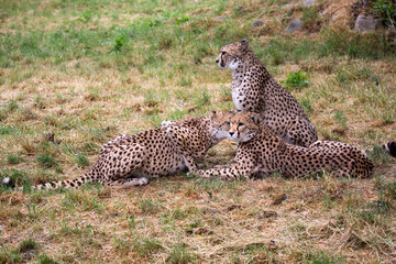 family of cheetahs in a clearing