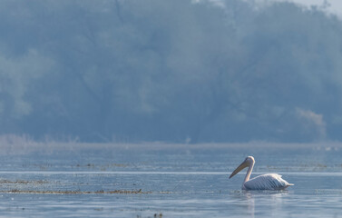 Dalmatian Pelican (Pelecanus crispus) floating in river during the winter migration in the forest.
