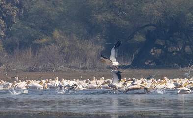 Great white pelican (Pelecanus onocrotalus) or rosy pelican bird flying in sky. Pelican migration...
