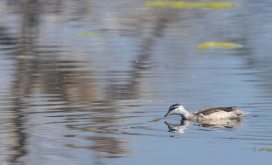 Cotton pygmy goose (Nettapus coromandelianus) floating on water.