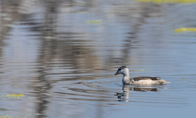 Cotton pygmy goose (Nettapus coromandelianus) floating on water.