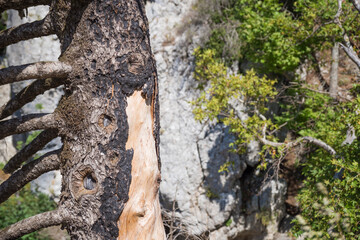 June 2024, the once gorgeous area around the waterfall of Drimonas river in North Evia, with many burnt trees, three years after the disastrous wildfires of August 2021