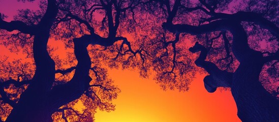 Silhouetted tree crowns against a vibrant sunset sky with hues of orange and purple creating a serene natural landscape.