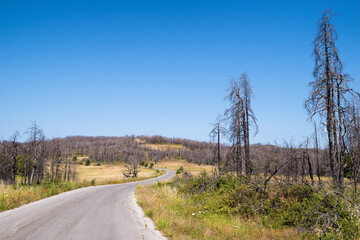 June 2024, mountainous scenery in North Evia with many burnt trees, three years after the...