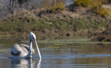 Dalmatian Pelican (Pelecanus crispus) floating in river during the winter migration in the forest.	