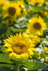 北竜町ひまわりの里の満開の向日葵畑と夏の青空