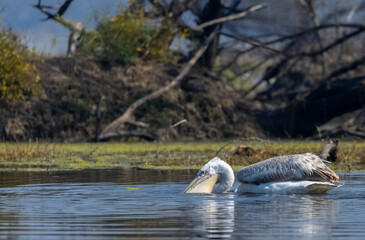 Dalmatian Pelican (Pelecanus crispus) floating in river during the winter migration in the forest.