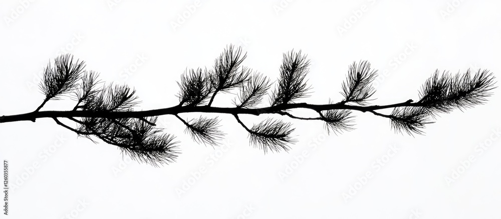Poster silhouette of a tree branch with fine needles against a white background capturing nature's simplici