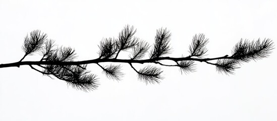 Fototapeta premium Silhouette of a tree branch with fine needles against a white background capturing nature's simplicity and elegance