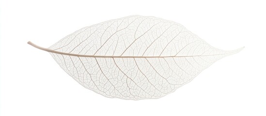 Delicate translucent skeleton leaf isolated against a clean white background showcasing intricate natural patterns and textures.
