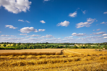 Obraz premium Champ de blé doré et meule de paille après les moisson en été.