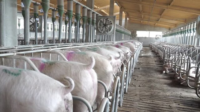 Pigs standing in pens on industrial farm