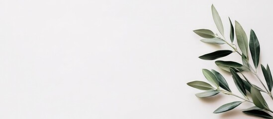 Fototapeta premium Elegant olive branch arrangement on white background with negative space for text and design projects