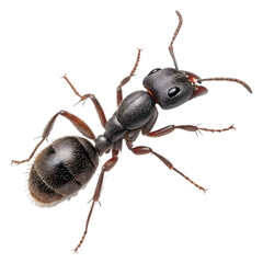 Rare Pavement Ant in isolate white background