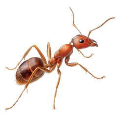 The Rare Pharaoh Ant in transparent background