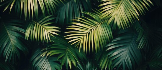 Lush green sugar palm leaves close-up texture creating a vibrant natural background for design and decor purposes