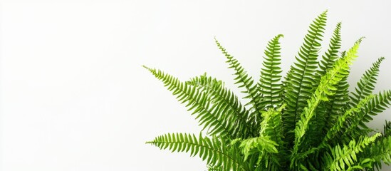 Naklejka premium Studio image of a lush Nephrolepis exaltata Boston fern in vibrant green against a pristine white background with ample copy space