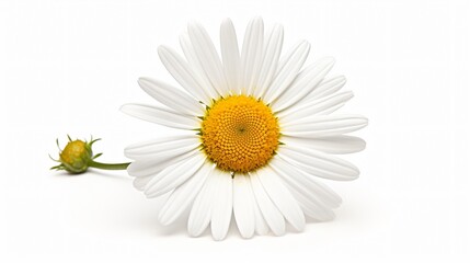 Daisy Flower Isolated on White Background