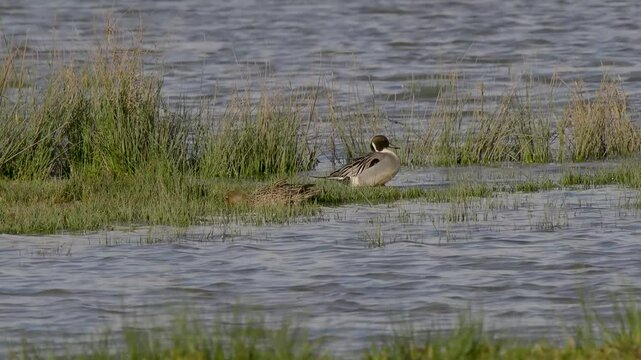 Northern Pintail Duck on a Lake
