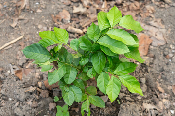 Photo of a Murraya siamensis Craib tree planted in a garden.