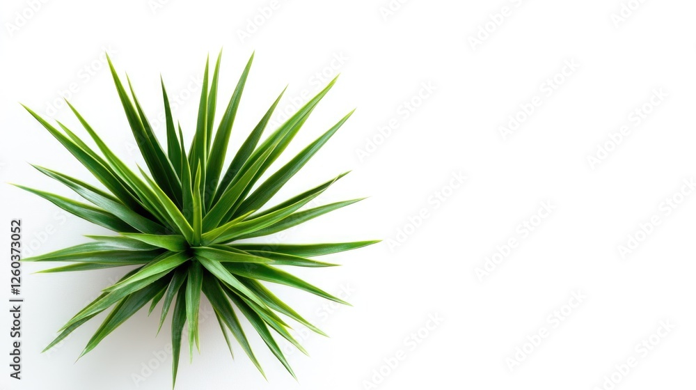 Poster spiky green plant isolated on white background with ample empty space for custom text or branding el