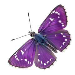 Rare Purple Hairstreak butterfly in transparent background