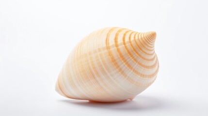 Obraz premium Isolated Sea Shell on White Background