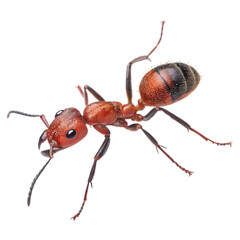 The Rare Pharaoh Ant in transparent background