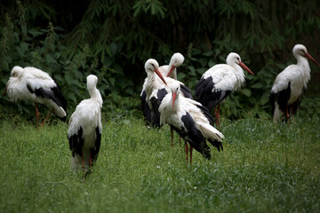 White storks in a clearing
