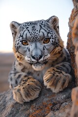 Obraz premium Majestic Snow Leopard Resting on Rocky Mountaintop