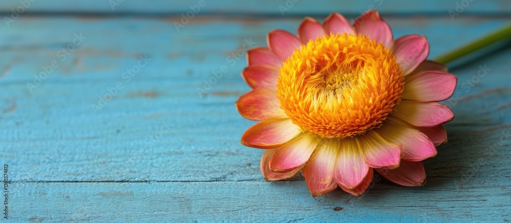Poster vibrant strawflower xerochrysum bracteatum resting on a textured blue wooden table with ample negati